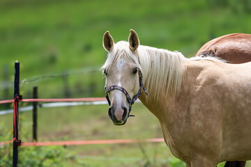 Close-up portrait of a palomino horse with a flowing blonde mane in a grassy field © Діма Осташук