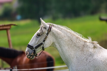Close-up profile of a dappled grey horse wearing a halter in a grassy field © Діма Осташук