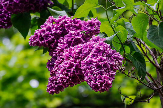 Vibrant purple lilac blossoms bloom in soft focus spring garden