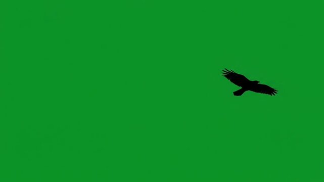 Two Tiny Birds Chasing Slow Flight Green Screen Loop