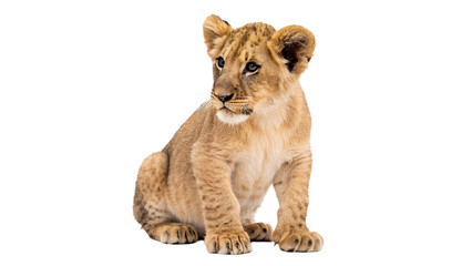 Cute small lion cub sitting full body profile isolated on transparent background © Imogen