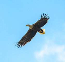 Fototapeta premium white-tailed eagle (Haliaeetus albicilla) in flight