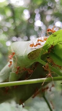 ant and autumn leaves on a tree