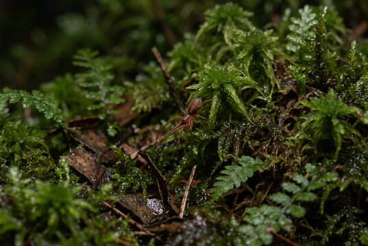Contextual macro of a tiny Pelican Spider camouflaged in a wet moss microhabitat
