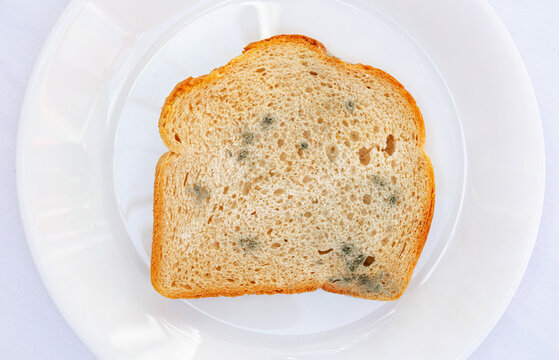 Slice of bread on a white plate showing signs of mold in bright light setting