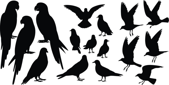Black bird silhouette vector set featuring parrots pigeons crows and flying birds isolated on a white background   
