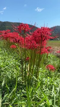 Red Spider Lilies Under Blue Sky, Vertical Japanese Autumn Landscape 03