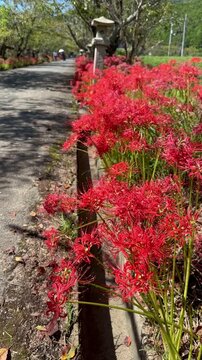 Red Spider Lilies Along a Path to a Traditional Japanese Shrine, Vertical Autumn Landscape 03