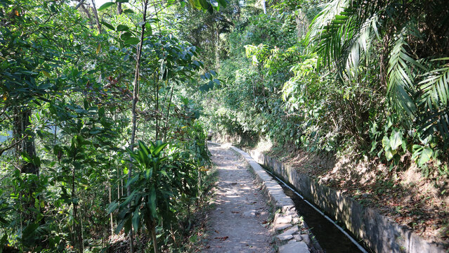 Dirt path next to water irrigation canal in lush green forest