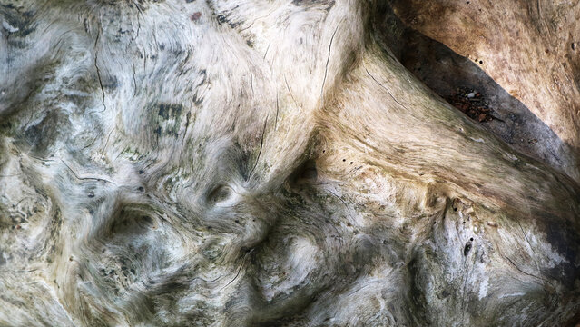 Detailed texture of old weathered tree trunk wood surface closeup