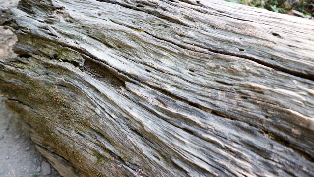 Close up surface view of dry weathered decaying wood log texture