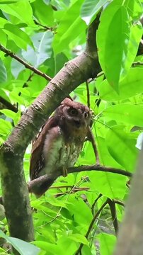 Little owl perched on a branch in a green forest