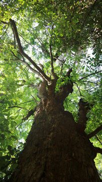 Low angle view of tall big tree trunk with green leaves canopy