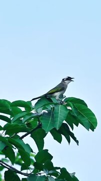 A long tailed shrike perched on green leaves chirping in the sky