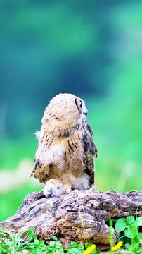 A Great Horned Owl Perched on a Log