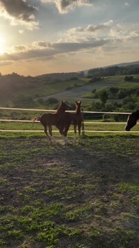 Cute young foal trotting in a sunny meadow with horses