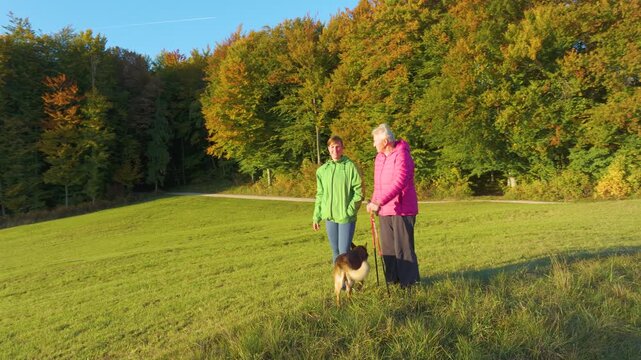AERIAL: Young and elderly women walk with dog across rolling meadow in colorful autumn countryside. Intergenerational bonding and outdoor recreation in the embrace of warm evening light and woodland.
