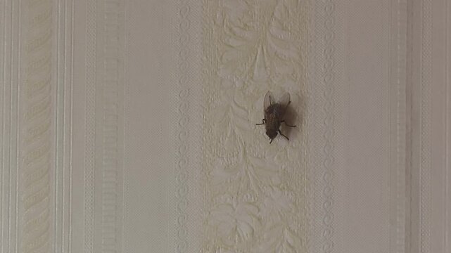 Close up of a common housefly slowly crawling up a textured, patterned wallpaper. Unsanitary conditions concept with an annoying pest indoors