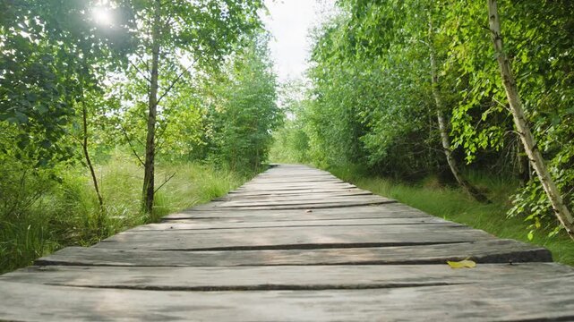 Wooden boardwalk through green birch forest in slow motion