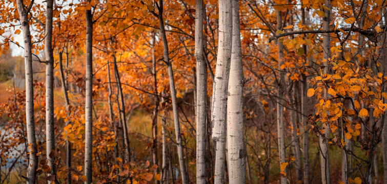 Autumn Aspen tree forest landscape at Chester Creek Trail with reddish gold colored foliage and white tree stems in Anchorage, Alaska, USA.