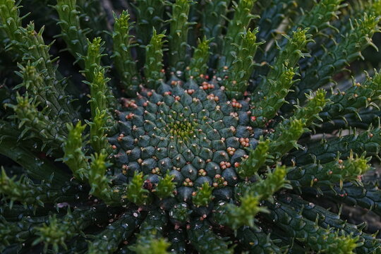 Euphorbia Caput Medusae Beautiful Succulent Plant