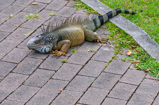 Iguana on brick pathway - Panama
