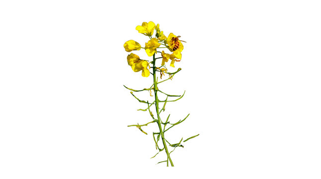 Yellow mustard flower branch with a honeybee isolated on transparent background PNG, perfect for agricultural design, organic farming banners, nature education, and spring season graphics asset