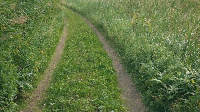 Curving Rural Road with Tire Tracks and Swaying Green Susuki Grass
