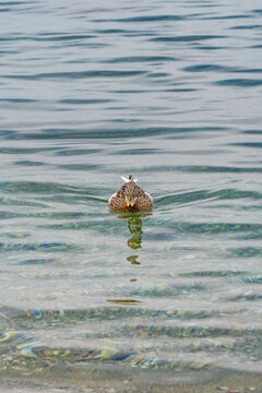 Mallard ducks swimming at Agios Petros beach, Alonissos, Greece