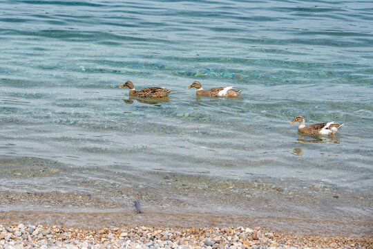 Mallard ducks swimming at Agios Petros beach, Alonissos, Greece