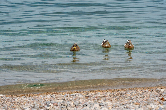 Mallard ducks swimming at Agios Petros beach, Alonissos, Greece
