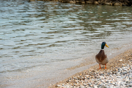 Mallard ducks swimming at Agios Petros beach, Alonissos, Greece