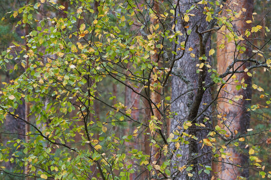 Autumn forest in a warm sunny day.