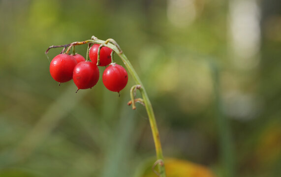 Berries of a lily of the valley close up.