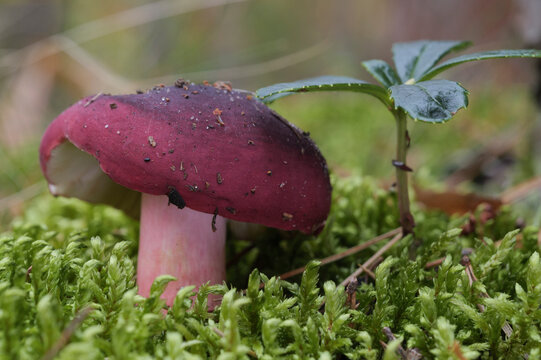 A red russula mushroom grows on the moss in an autumn pine forest on a sunny day.