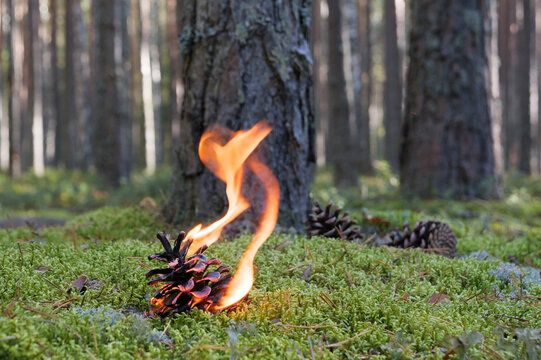One burning pine cone on moss in the pine forest.