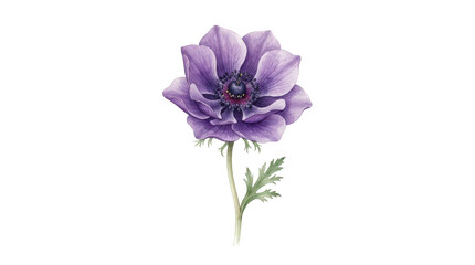 Obraz premium Beautiful purple anemone flower with green stem and leaves painted in a soft watercolor style