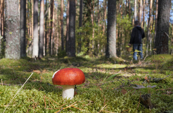 A red russula mushroom grows on the moss in an autumn pine forest on a sunny day.