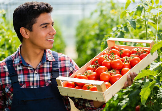Young Hispanic male farmer smiling while holding wooden crate of fresh red tomatoes in bright greenhouse garden