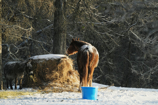 Horse and Mini Donkeys Eating Round Bale of Hay During Texas Winter Snow on Farm