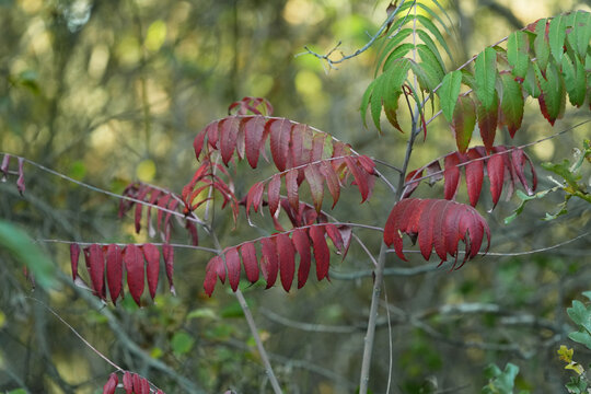 Sumac Leaves Turning Red During Fall Season in Texas Woodland