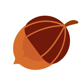 Flat Acorn Nut Vector Illustration