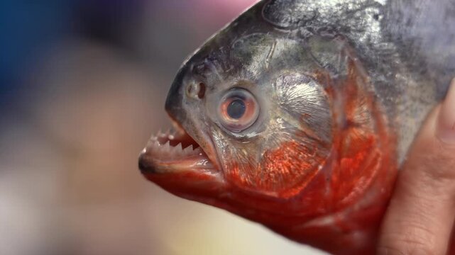 Piranha Fish With Sharp Teeth Close Up