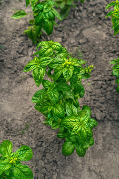 Fresh green basil plant growing in soil in organic home garden