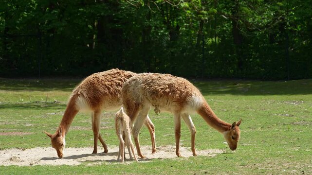 Family of Vicunas, Vicugna Vicugna, relatives of the llama which live in the high alpine areas of the Andes