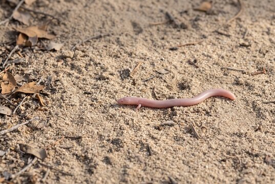Contextual macro of a small Mexican mole lizard in its natural sandy habitat