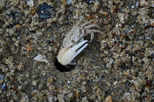 Sand Fiddler Crab Hiding in Hole on the Beach
