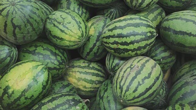 Large pile of fresh green watermelons at a greengrocer's stand. Rich harvest of ripe, juicy summer fruit creating a natural pattern