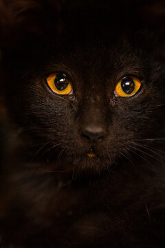 gato miradas