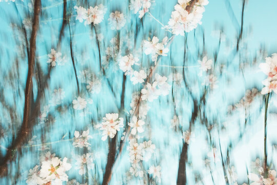 White Spring flowers in movement. Flash